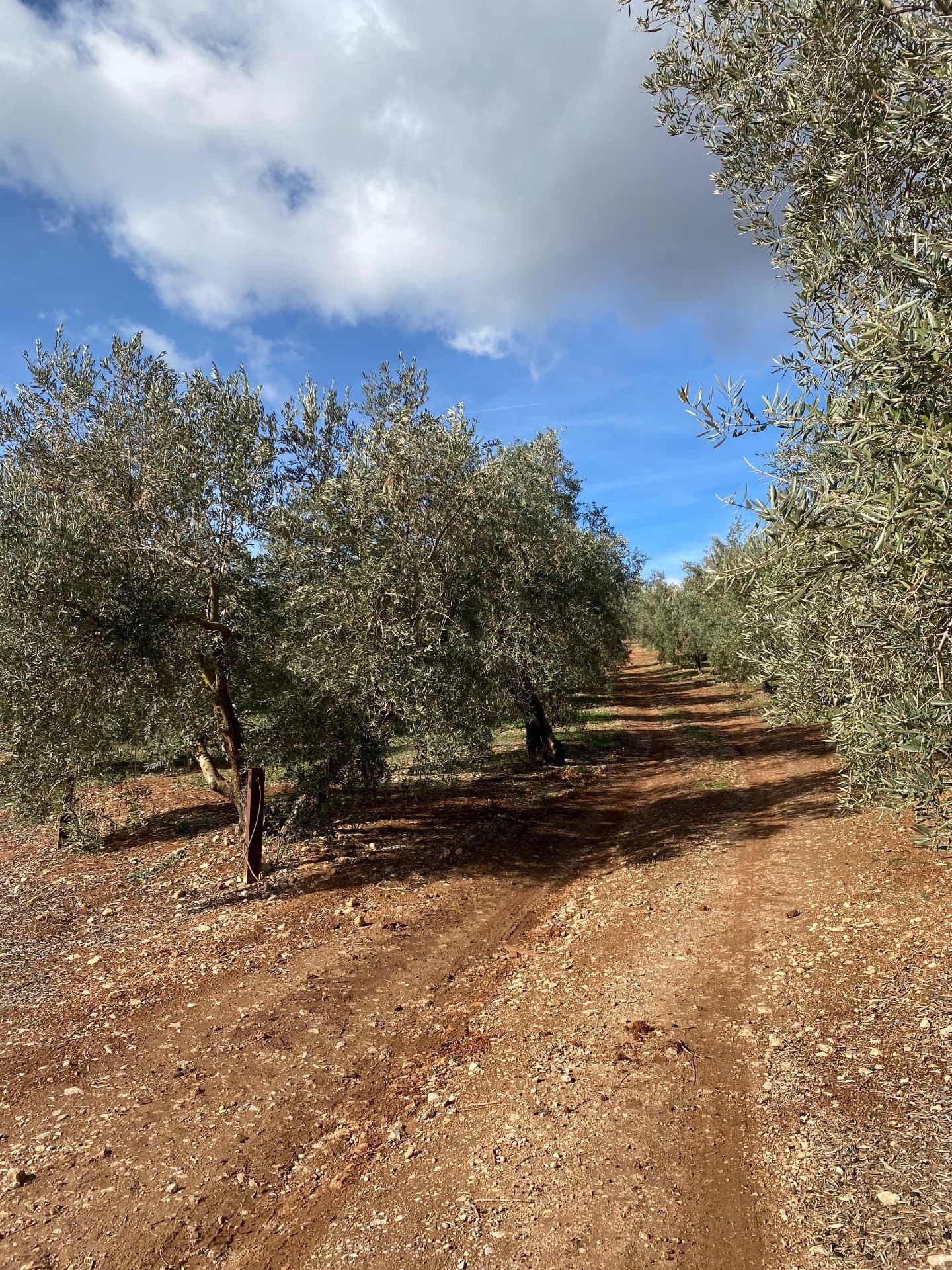 A lane running between the olive trees