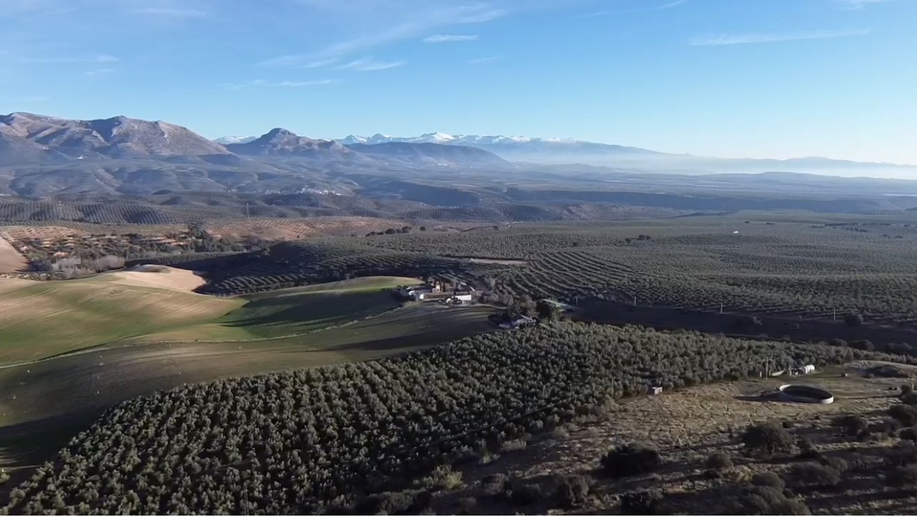 Aerial view of the estate fields and groves