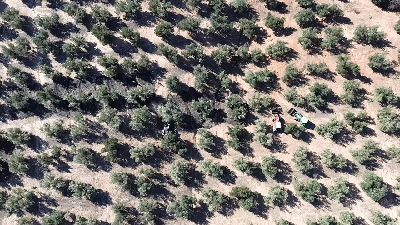 Aerial view of the harvest under way between the olive rows