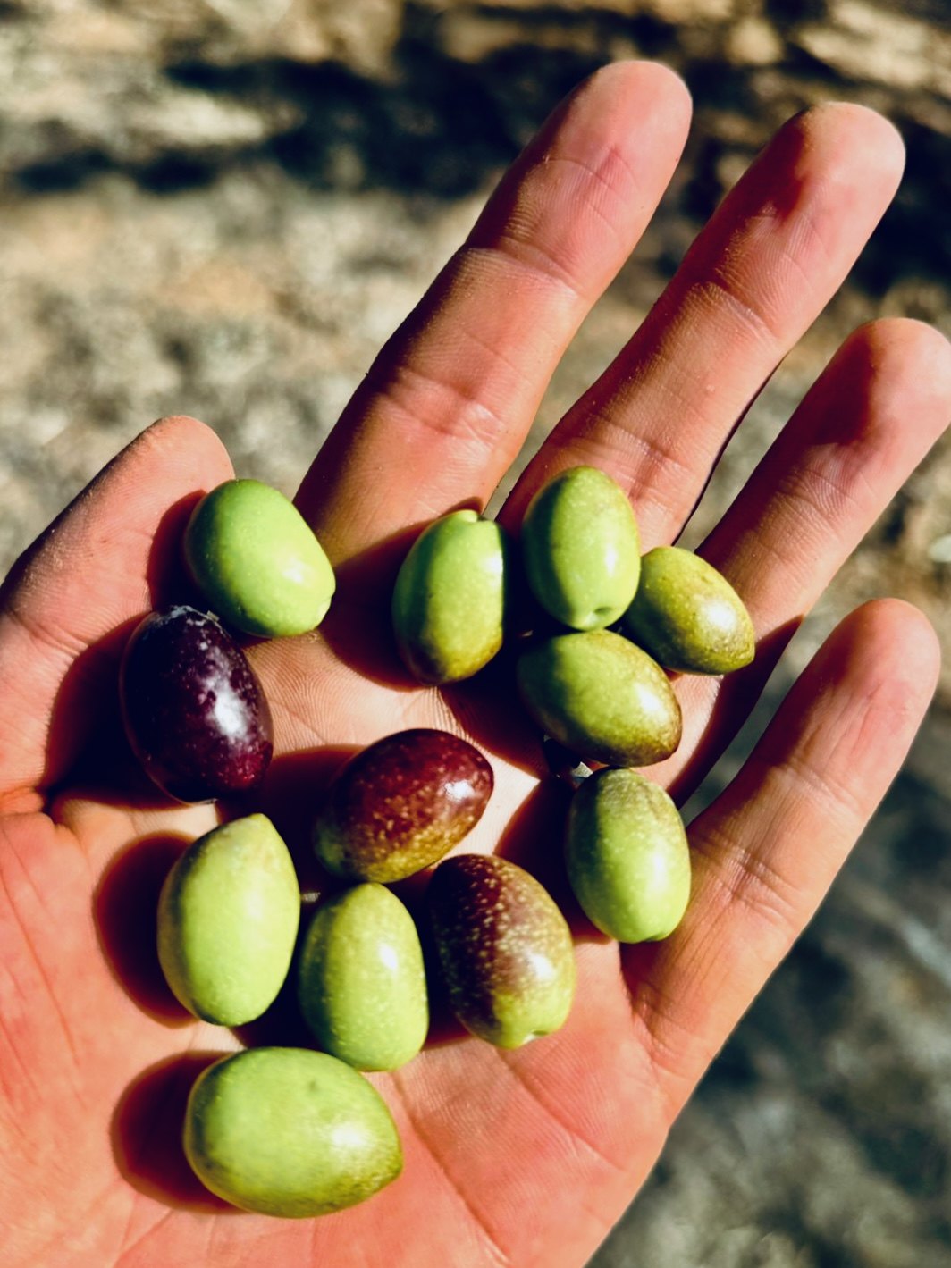 Early harvest olives Granada — a hand holding green and purple Picual olives at envero