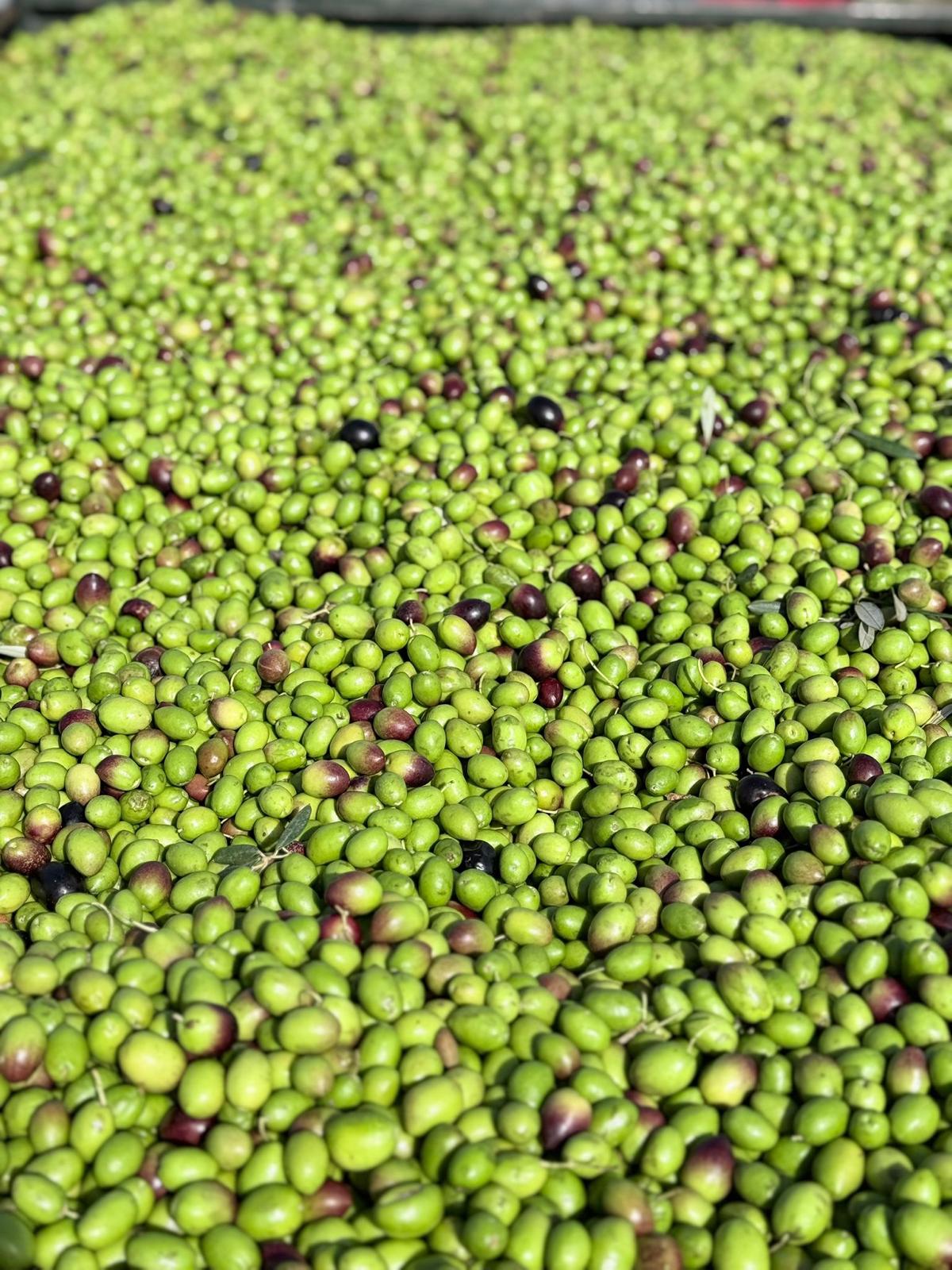 A fresh batch of hand-picked green and purple olives ready for the mill